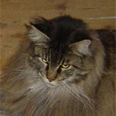 Norsk Skovkat mikker