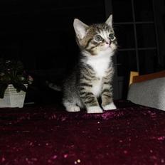 Huskat schadow solgt