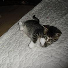 Huskat schadow solgt