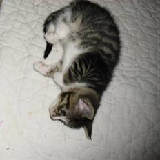 Huskat schadow solgt