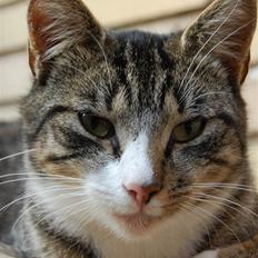 Huskat SIGO* - Bedstemors kat