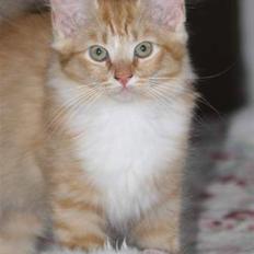 Blanding af racer Mitho's Aslan