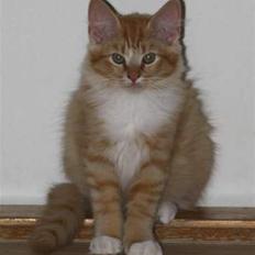 Blanding af racer Mitho's Aslan