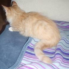 Blanding af racer Mitho's Aslan