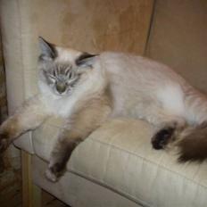 Ragdoll Poul