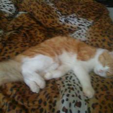 Blanding af racer basse