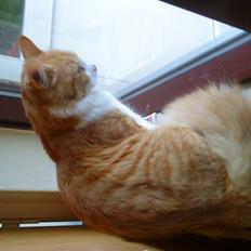 Blanding af racer basse