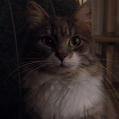 Norsk Skovkat Ophelia Misse