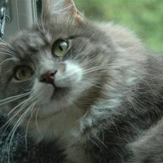 Norsk Skovkat Ophelia Misse