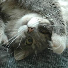 Norsk Skovkat Ophelia Misse