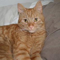 Blanding af racer Pelle