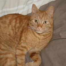 Blanding af racer Pelle