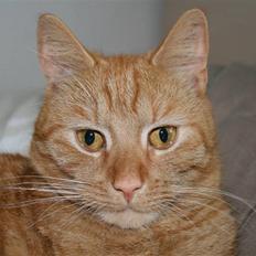 Blanding af racer Pelle