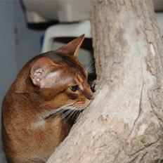 Abyssinier Del-Shai Chief of Isatai