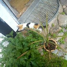 Huskat Krÿslii Müslii