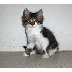 Blanding af racer Shaker