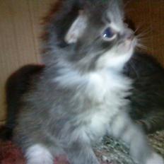 Blanding af racer pjuske