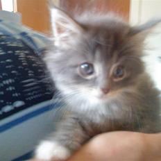 Blanding af racer pjuske