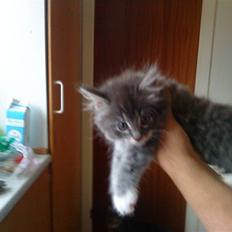 Blanding af racer pjuske