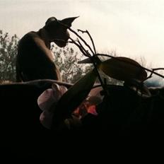 Sphynx Precilla´s Chilli 