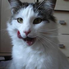 Norsk Skovkat PR DK Shakina's Camacho Chapado