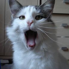 Norsk Skovkat PR DK Shakina's Camacho Chapado