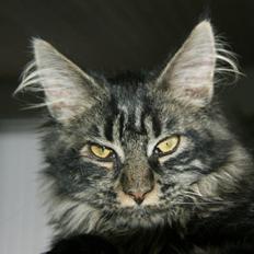 Maine Coon Fede Dorit
