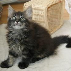 Maine Coon Fede Dorit