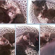 Maine Coon Fede Dorit