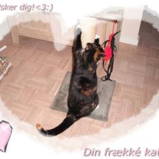 Huskat |Misja Den dejlige!<3I;