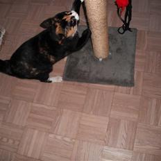 Huskat |Misja Den dejlige!<3I;