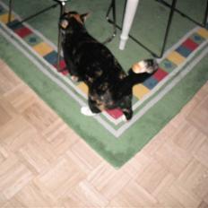 Huskat |Misja Den dejlige!<3I;