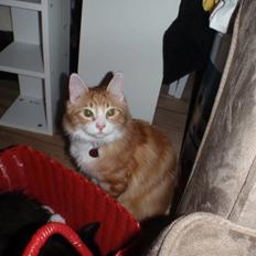 Blanding af racer Oliver