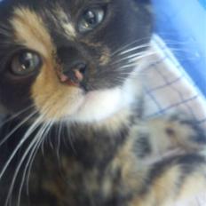 Blanding af racer Flobby