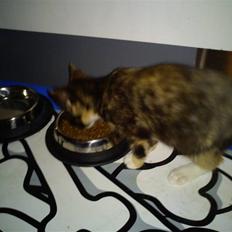 Blanding af racer Flobby