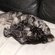 British Shorthair Gustav