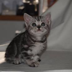 British Shorthair Gustav