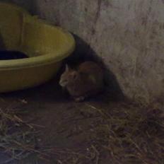 Huskat tami<3 ( VÆK?)