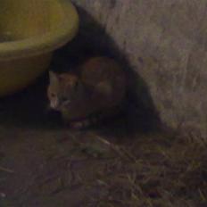 Huskat tami<3 ( VÆK?)