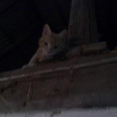 Huskat tami<3 ( VÆK?)