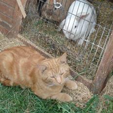 Blanding af racer tyson