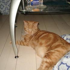 Blanding af racer tyson