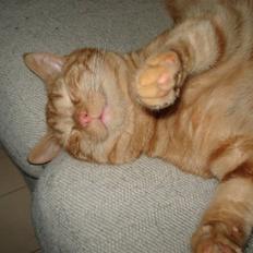 Blanding af racer tyson