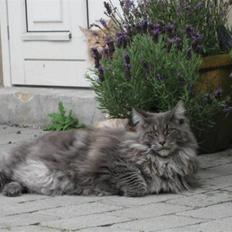 Maine Coon Ferdinand