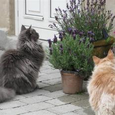 Maine Coon Ferdinand