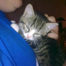 Blanding af racer Mica