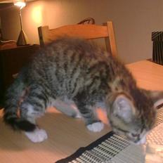 Blanding af racer Mica