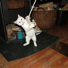 Blanding af racer Peanut