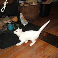 Blanding af racer Peanut