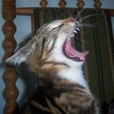 Blanding af racer futte